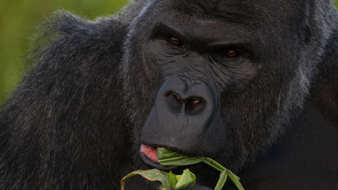 4. Western Lowland Gorilla (Wild Walking Sticks And Sign Language)