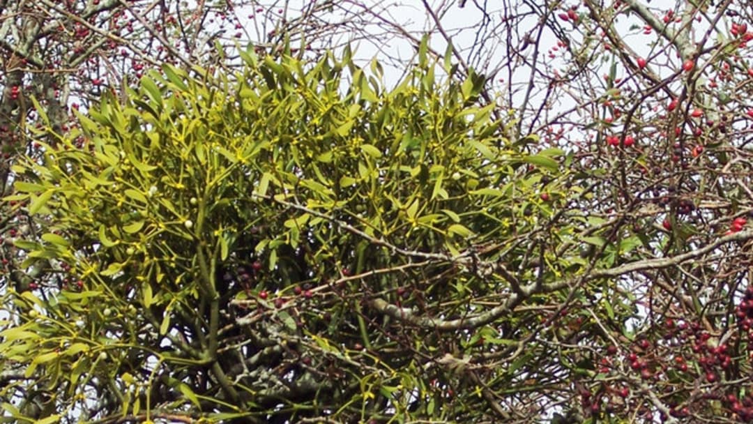 Green mistletoe clump growing high on a broad tree branch