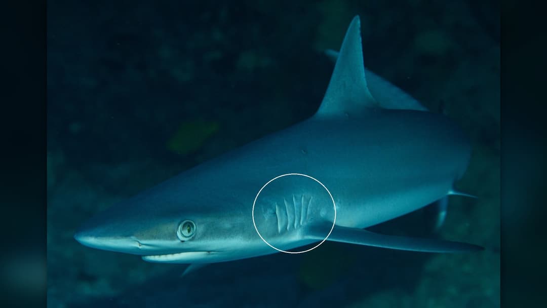 2. How Shark Gills Breathe