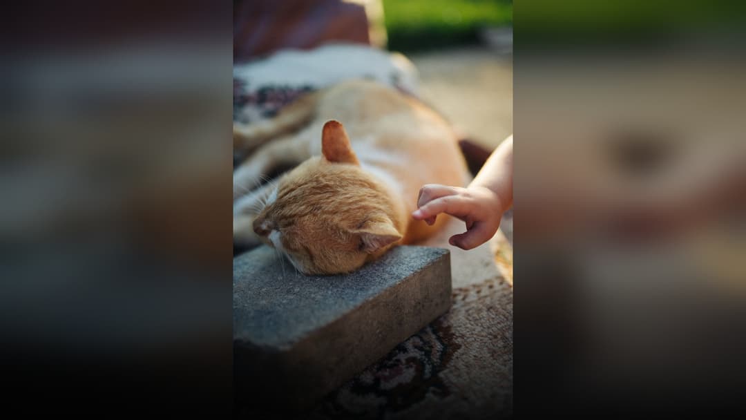 An orange tabby cat sleeping deeply in warm afternoon sunlight upon a smooth backyard stone.