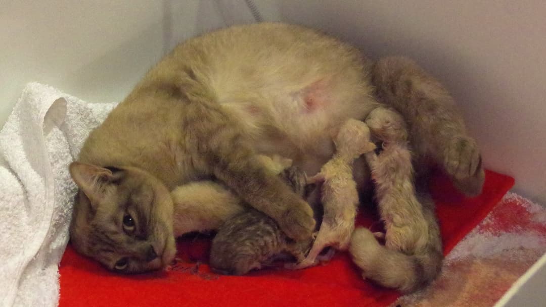 Mother cat lying over newly born kittens cleaning them in nest