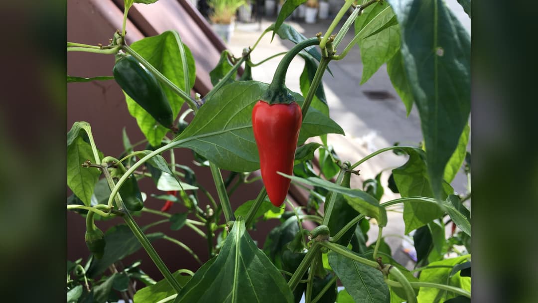 1. Giant Chili Pepper (0.77 Pounds)