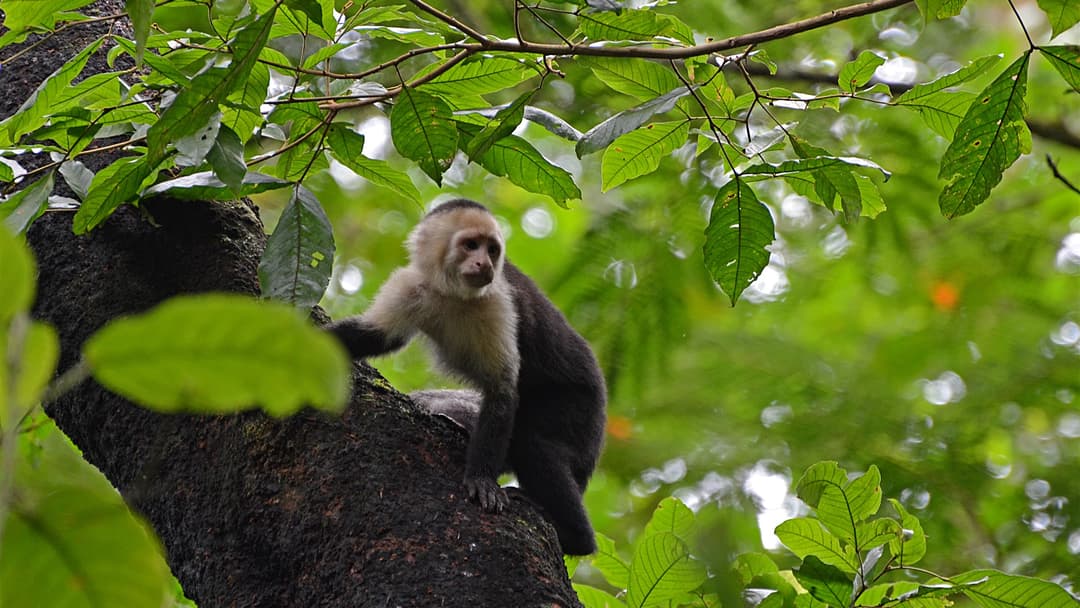 20 Animals That Are Smarter Than Dogs, Ranked
