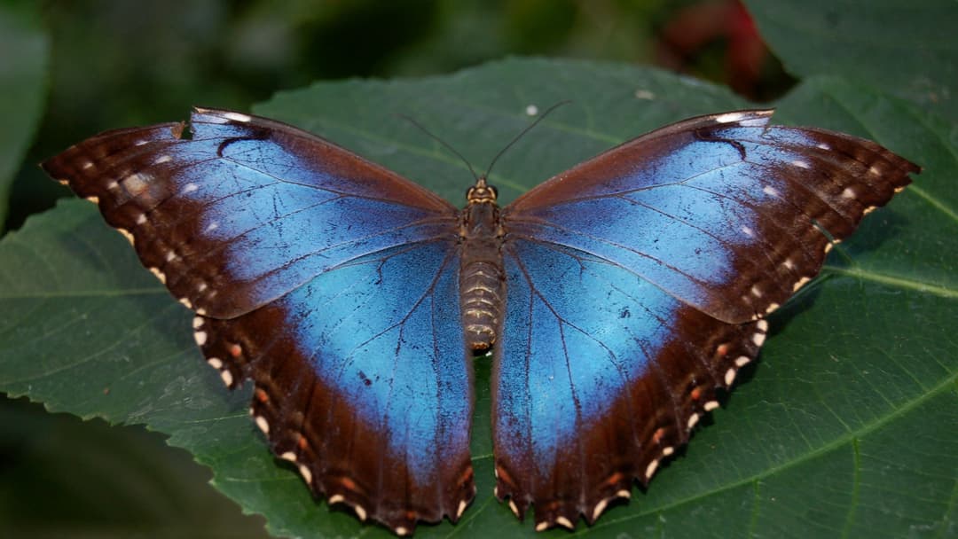 Blue Morpho Butterfly (Morpho peleides) with iridescent metallic blue wings spread open on a tropical green leaf