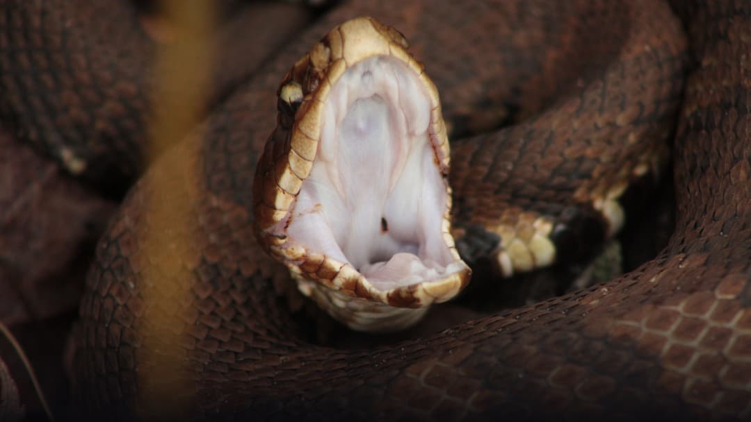 Cottonmouth snake gaping its jaws wide open to reveal the bright white interior mouth lining.