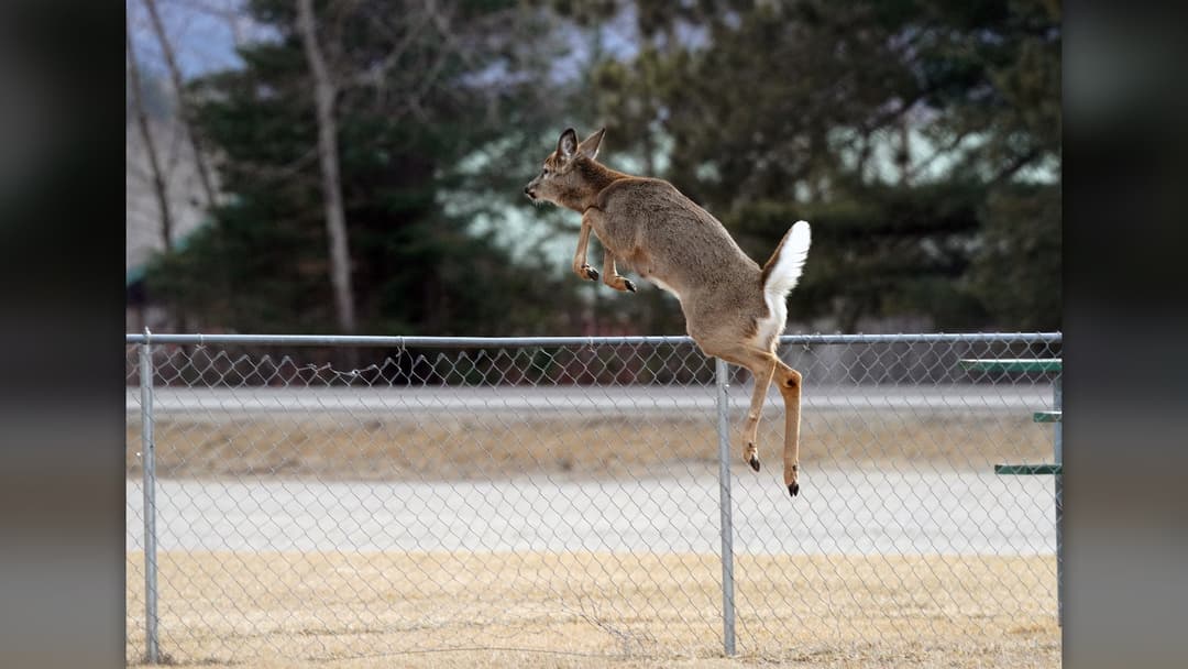 7. Millisecond 300 To 350: Exploiting Predator Motion Blindness