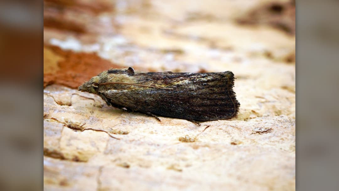 11. Greater Wax Moth: 300 kHz Ultrasound Warning Sensors