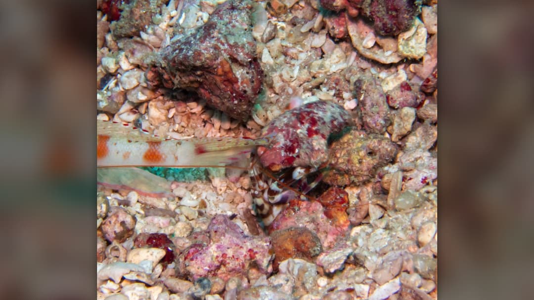 10. Pistol Shrimp