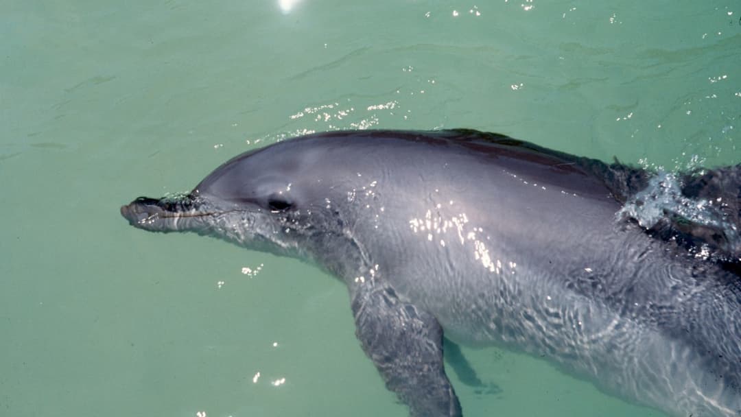 12. Bottlenose Dolphin: Acoustic Jawbone Fat Channels