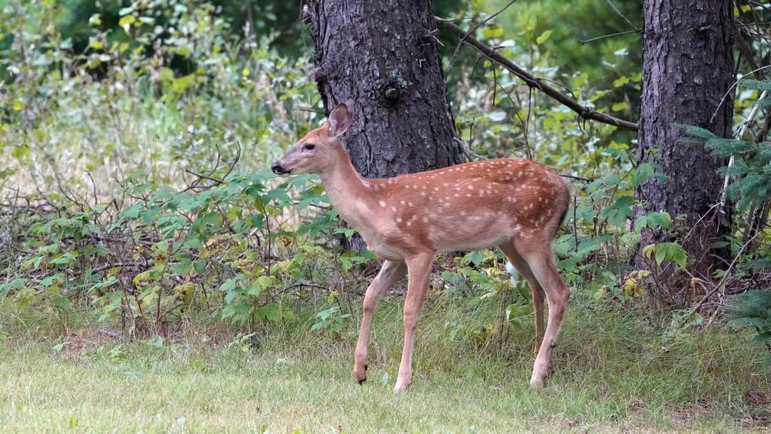 1. Deer Fawns Freeze Motionless Without Scent