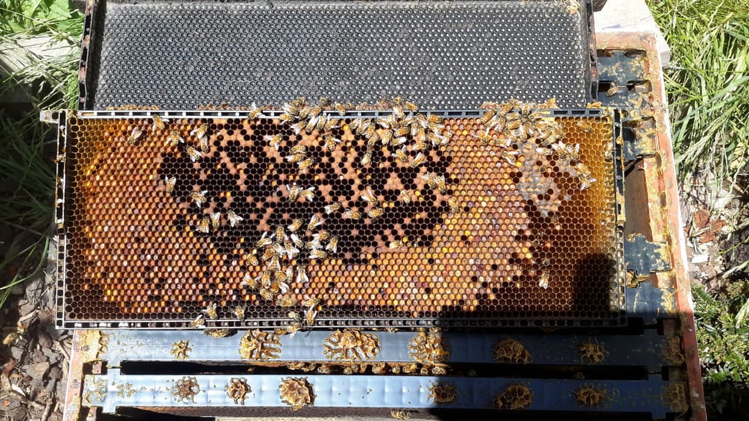 1. Day One Emergence From The Brood Cell