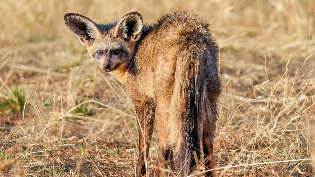 9. Bat-Eared Fox: 5-Inch Subterranean Sound Funnels