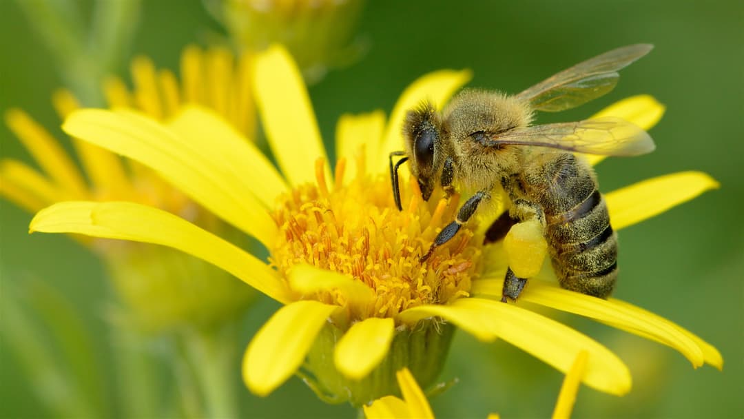 20. Western Honeybee (Understanding The Mathematical Concept Of Zero)