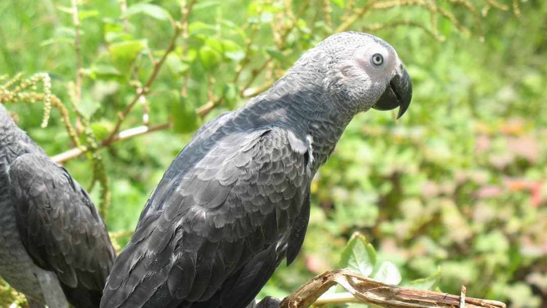 6. African Grey Parrot (Spoken Vocabulary, Counting, And Zero Concept)