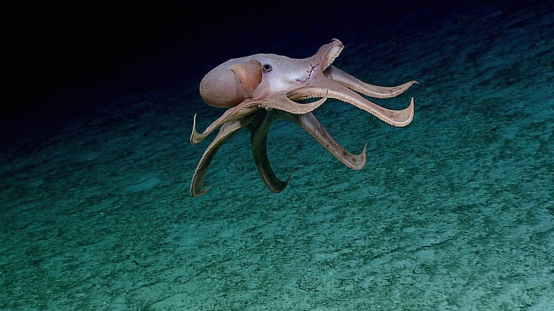A deep-sea Dumbo octopus hovers with flared tentacles in the pitch-black ocean above the Mariana seafloor.