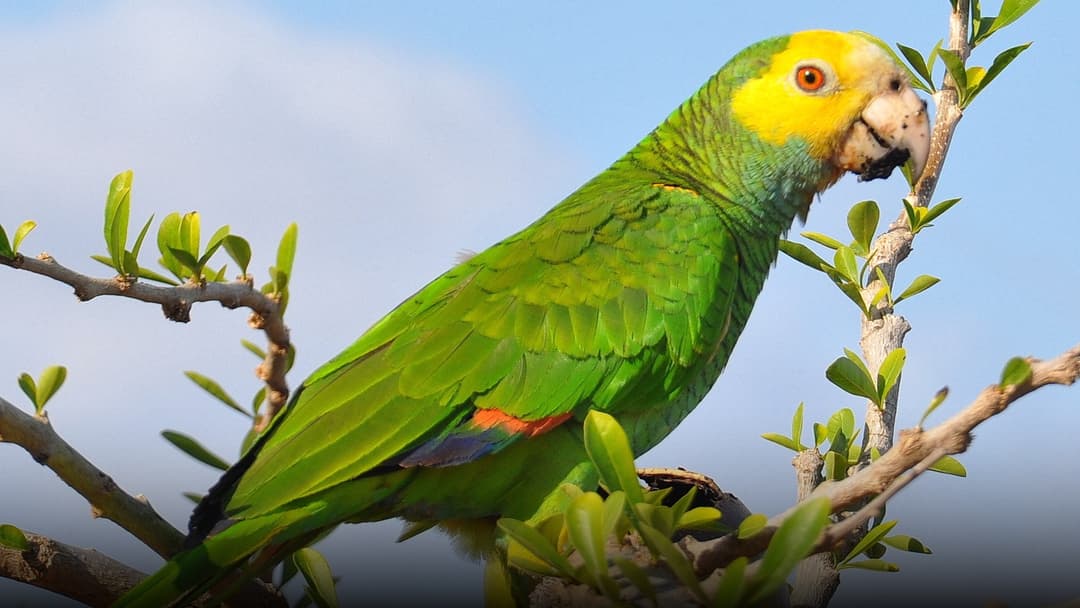 A vibrant native tropical parrot perched on a tree branch in a lush green environment.