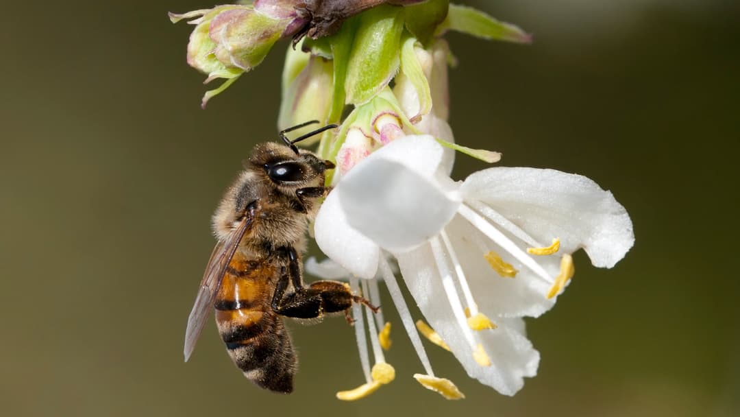 15. Days Twenty-Three And Up Nectar Foraging