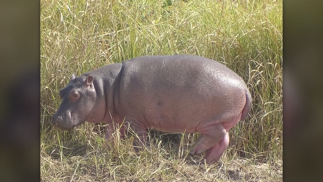 6. Hippopotamus (9 Percent Confidence)