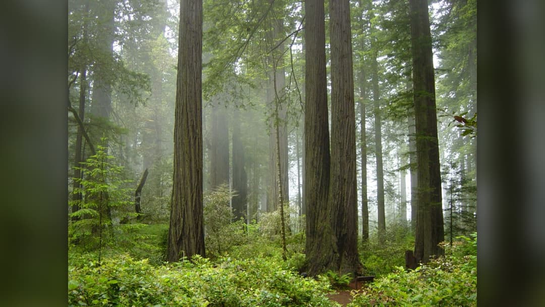 4. Earth's Tallest Living Tree Hides In A Secret Forest