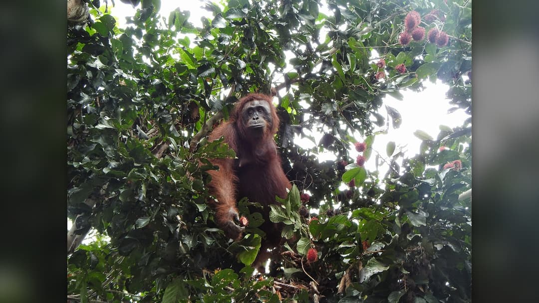 28. Heaviest Tree Dwellers On Earth