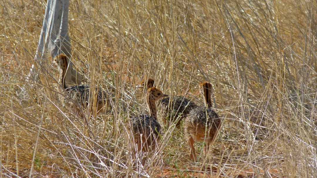 6. Ostrich Chicks Form Communal Super Creches