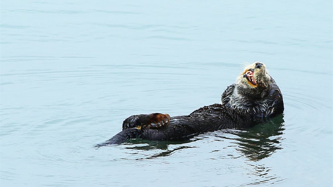 14. Sea Otter (Daily Stone Anvil Tool Use And Underarm Tool Pouches)