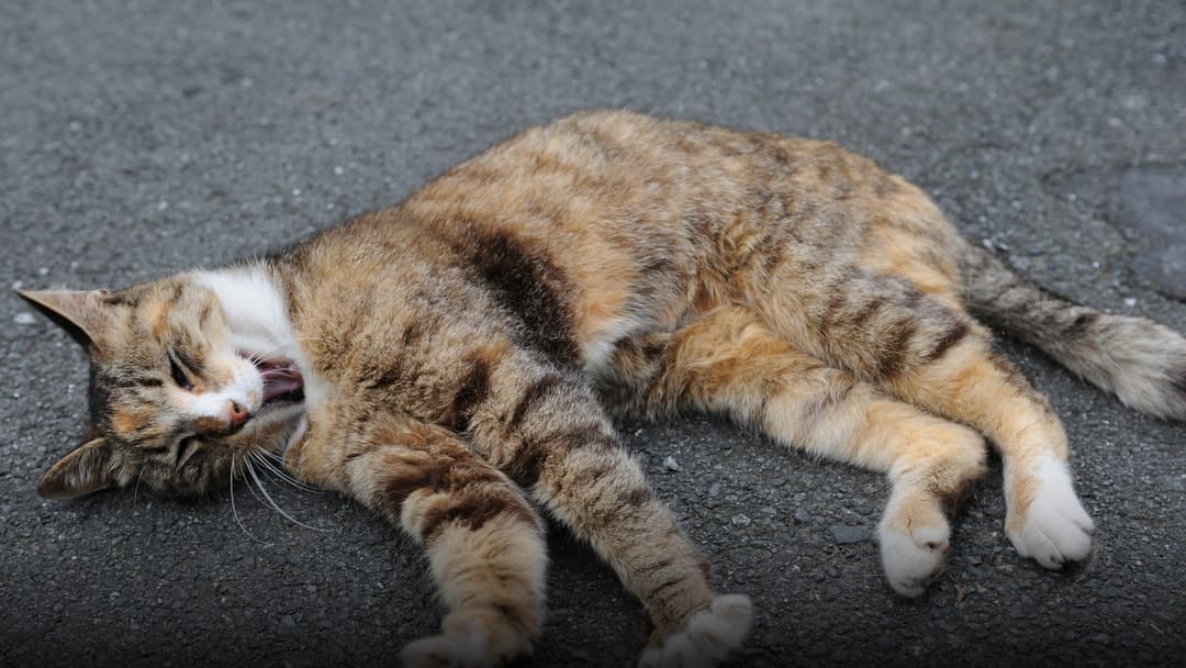 A domestic cat arching its back and fully stretching its flexible spine and hind legs in a relaxed yawn.