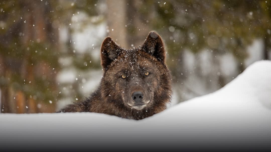 A wild gray wolf standing alert in the snow in Yellowstone National Park.