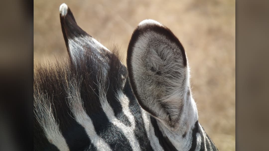 2. Plains Zebra: Cooperative Herd Perimeter Radar