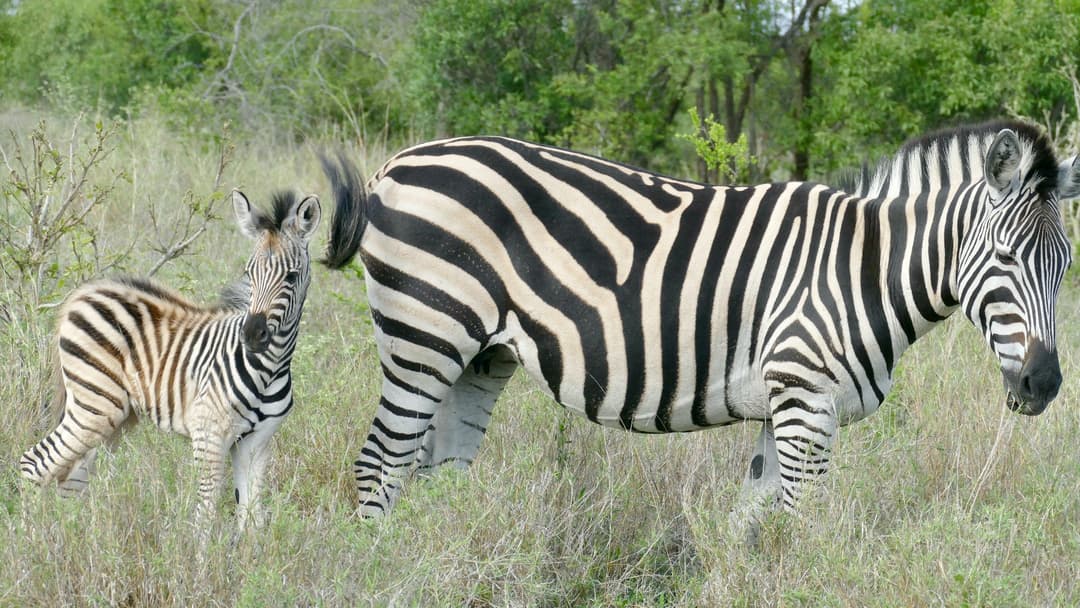 2. Zebra Foals Memorize Mother Stripe Patterns
