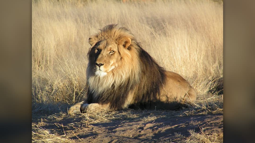 2. African Lion (8 Percent Confidence)