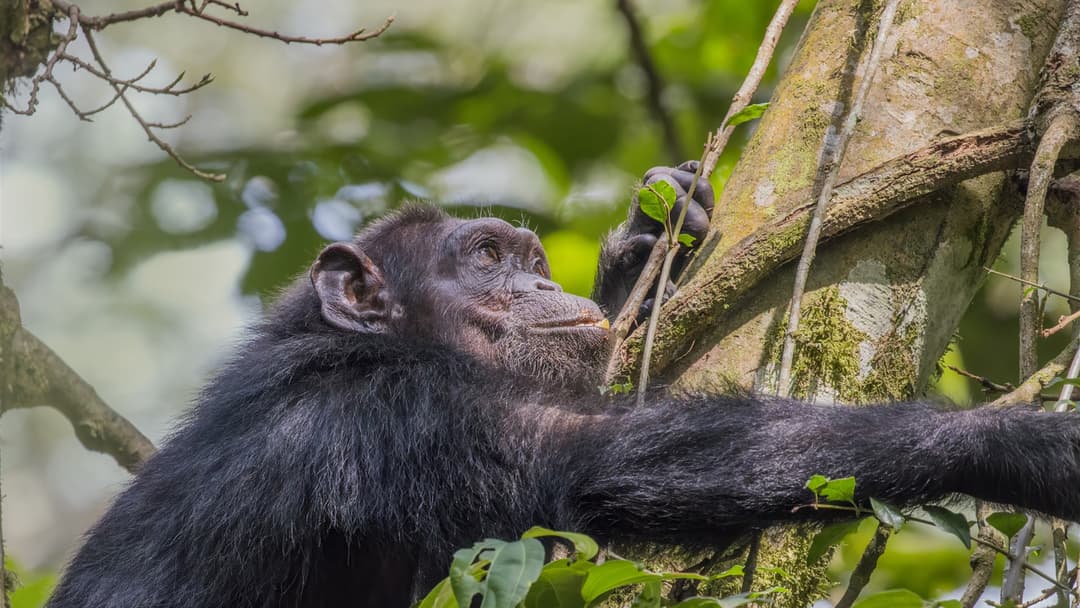 1. Common Chimpanzee (Photographic Working Memory And Tool Kits)