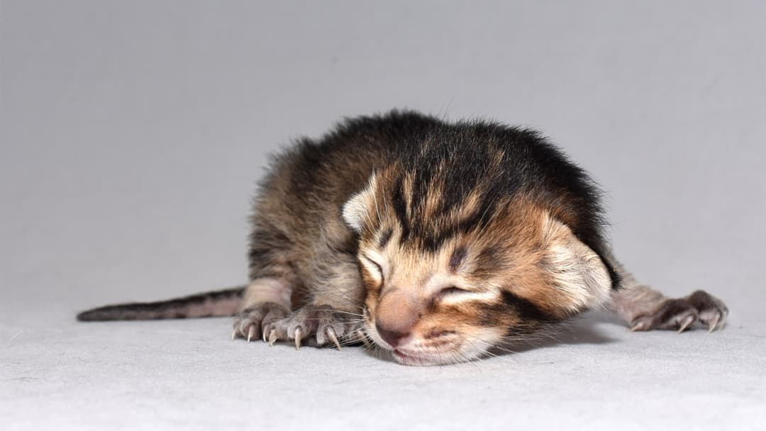Kitten with alert perked ears listening to sounds