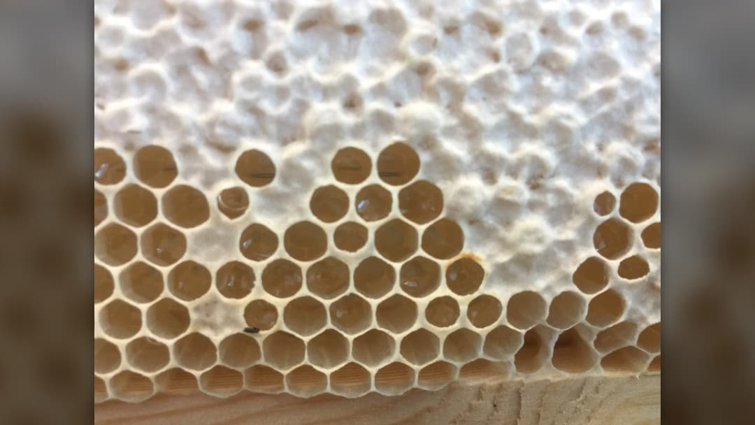 8. Days Fifteen To Nineteen Capping Honeycomb