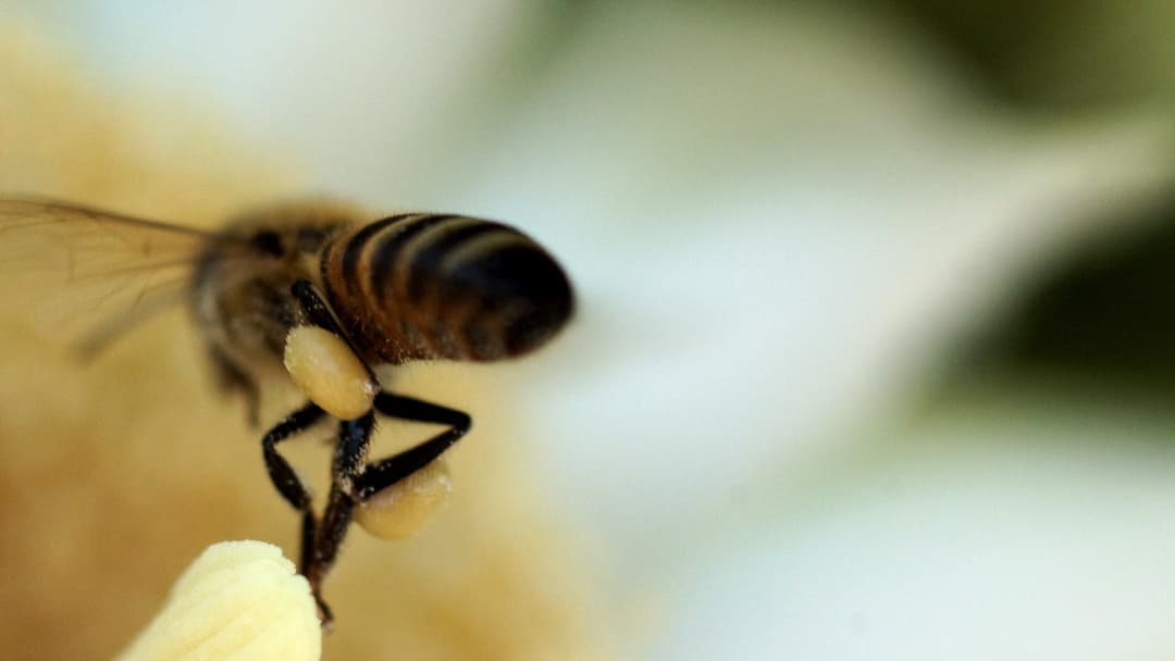 16. Days Twenty-Three And Up Packing Pollen