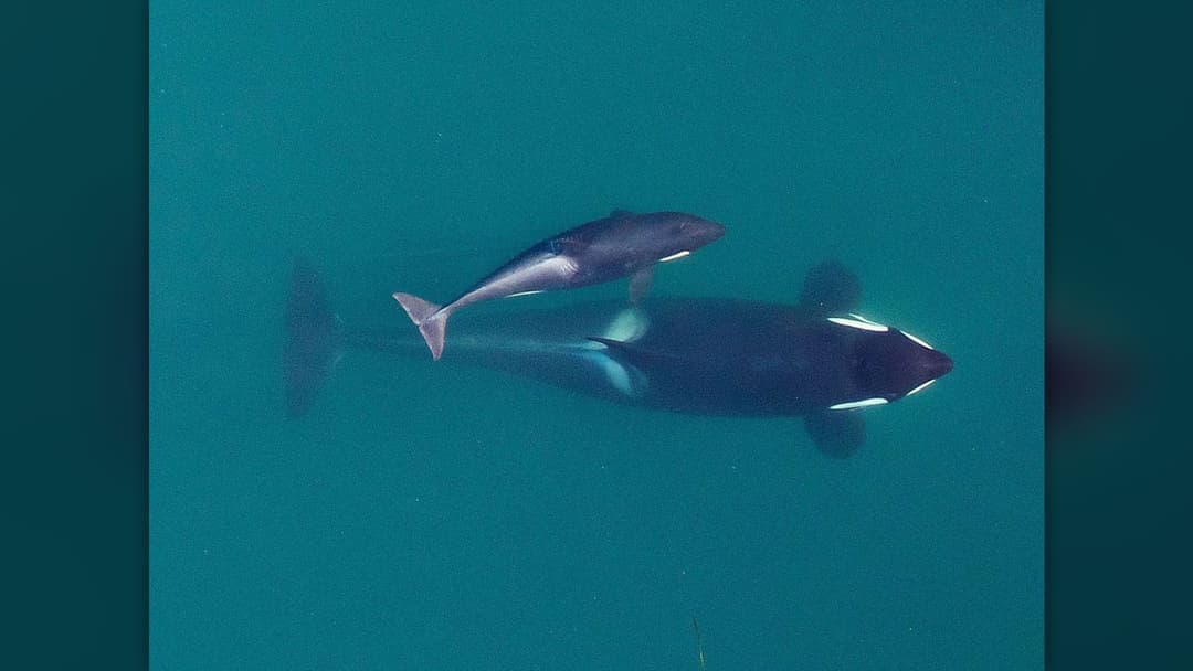 2. Orcas: Beach Stranding Tactics