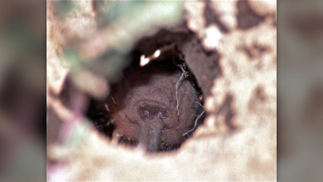 3. Naked Mole-Rat