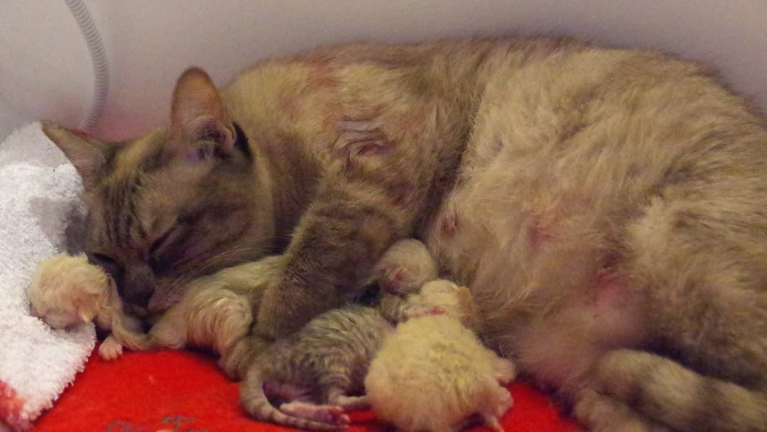 Mother cat lying peacefully in her secluded nest box with newborn kittens