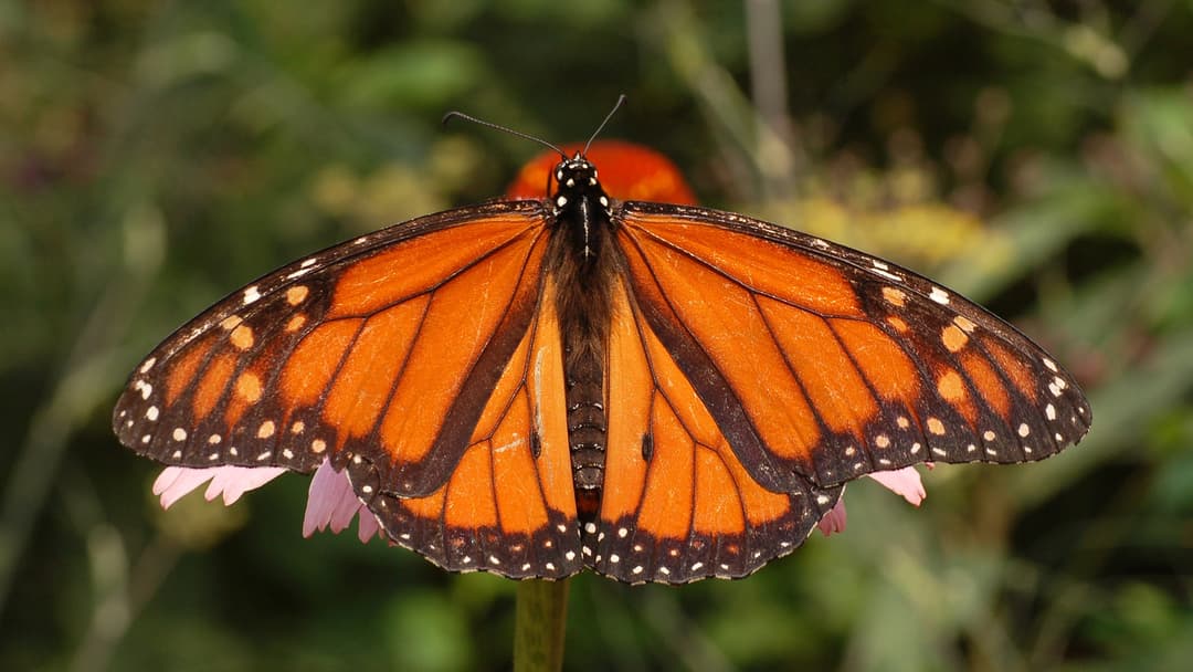 Male Monarch Butterfly (Danaus plexippus) with bright orange and black veined wings resting on a purple coneflower