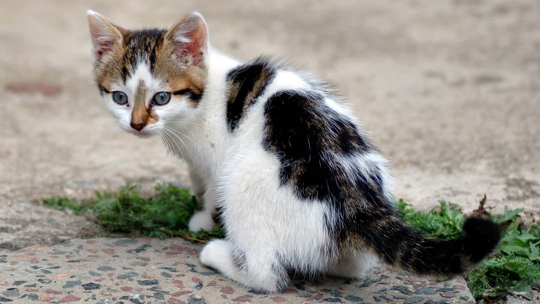 Young six-week-old kitten carefully grooming its fur
