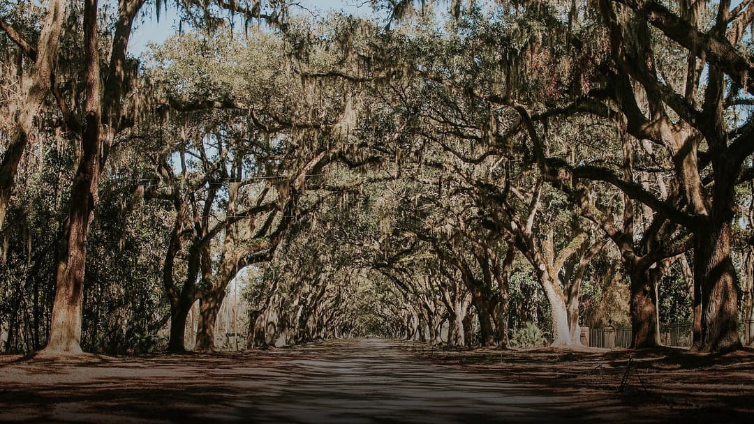 Historic tree-lined road arched over with live oaks draped in hanging Spanish moss at Wormsloe.
