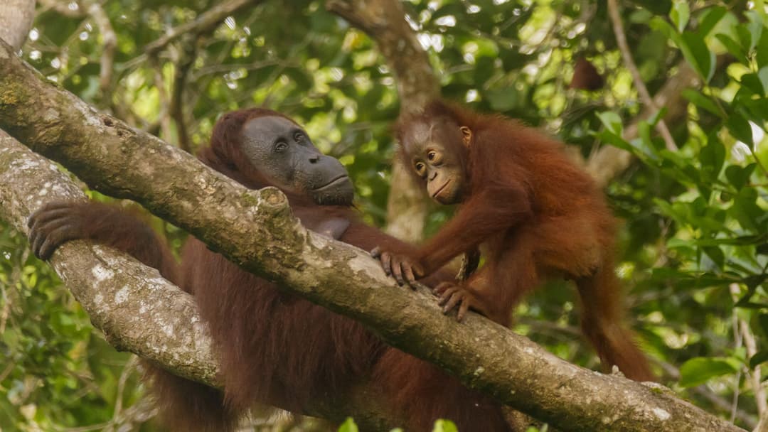 3. Bornean Orangutan (Lock-Picking Engineering And Route Planning)