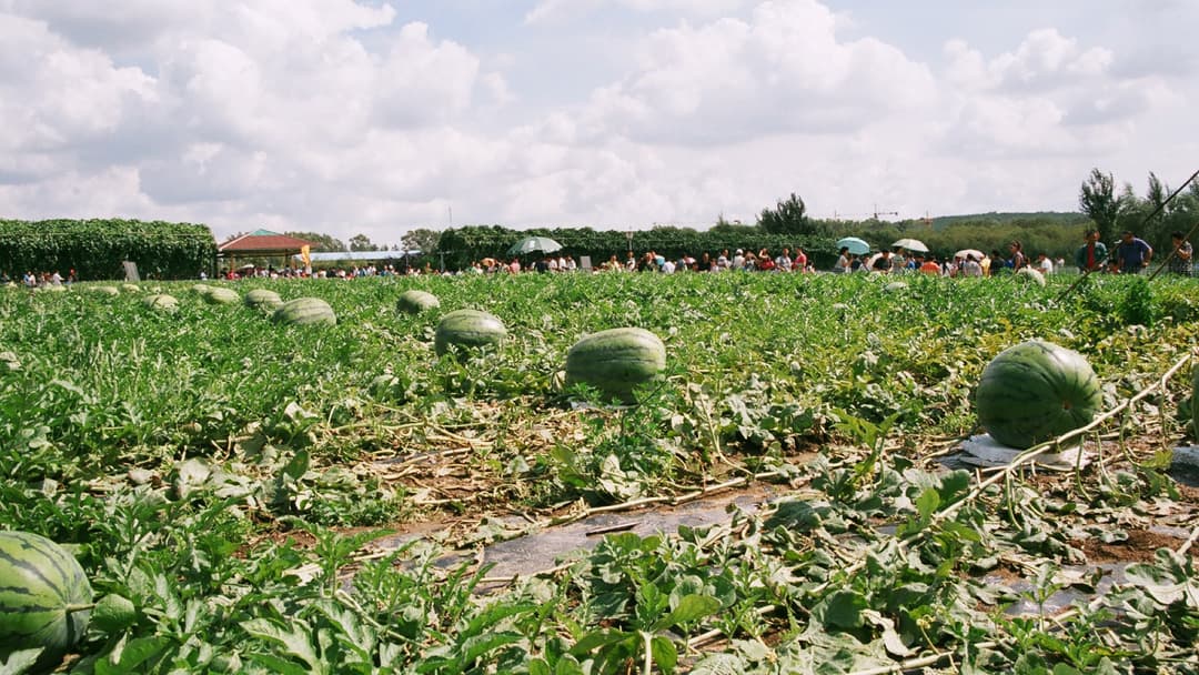 14. Giant Watermelon (350.5 Pounds)