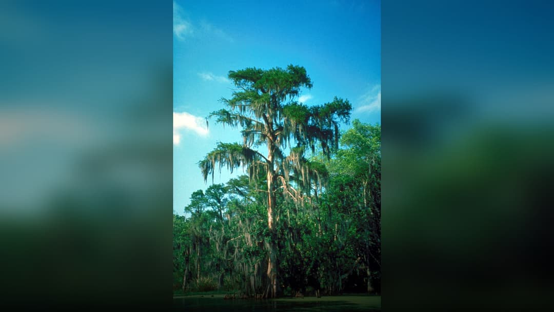 Atmospheric bald cypress trees draped in Spanish moss standing in the waters of the Atchafalaya Basin.