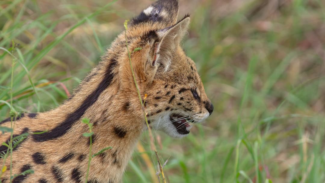 6. Serval: Parabolic Acoustic Radar Dishes