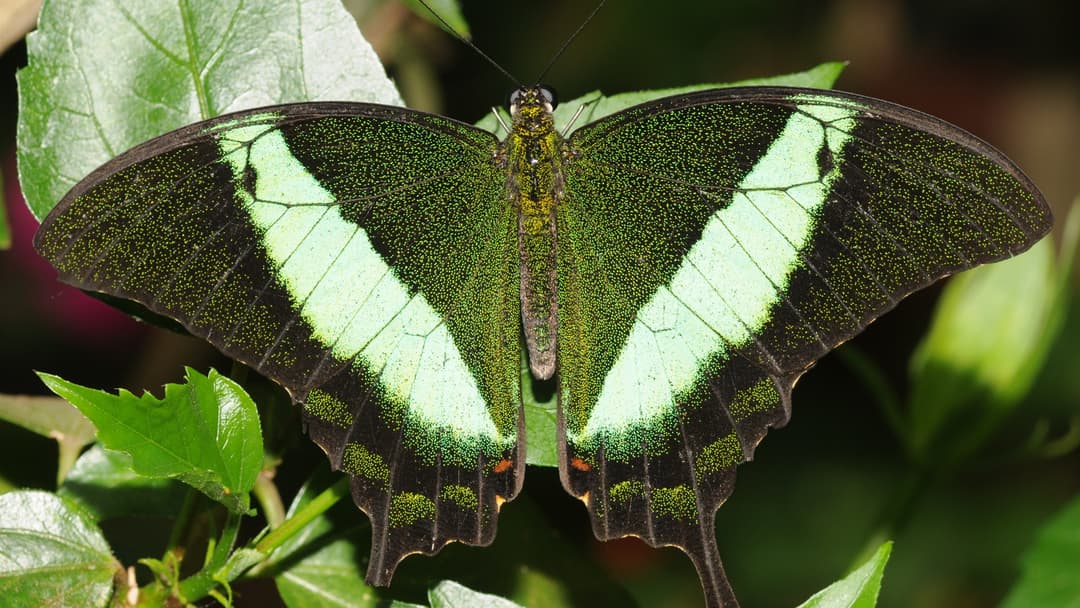Emerald Swallowtail (Papilio palinurus) with dark green speckled wings and bright metallic emerald bands