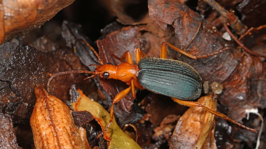 9. Bombardier Beetle