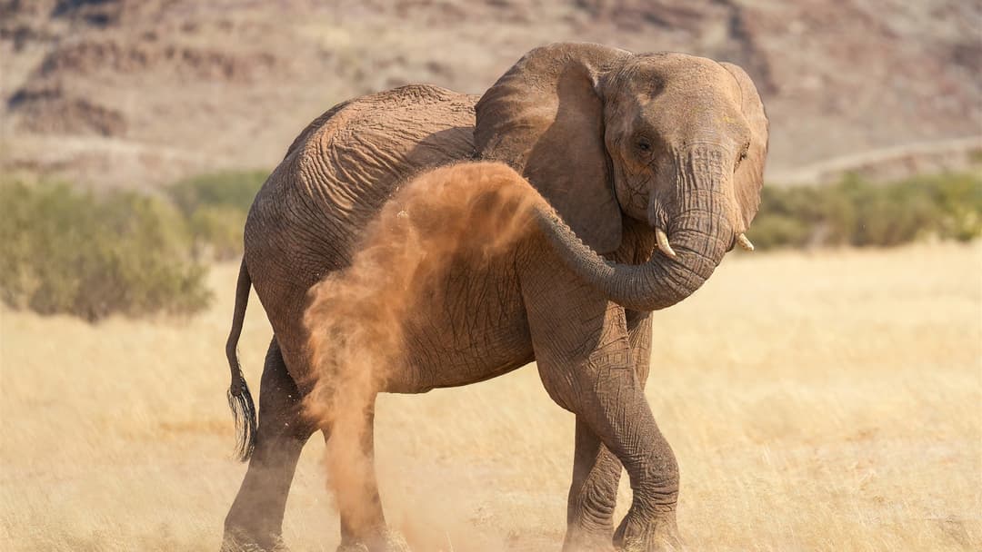 5. African Bush Elephant (257 Billion Neurons And Mirror Recognition)