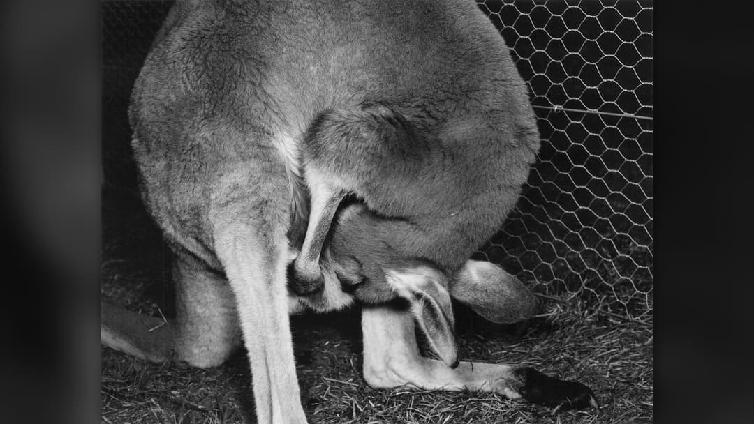 8. Red Kangaroo (14 Percent Confidence)