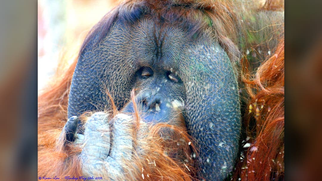 10. Orangutans: Eight-Year Jungle Academy